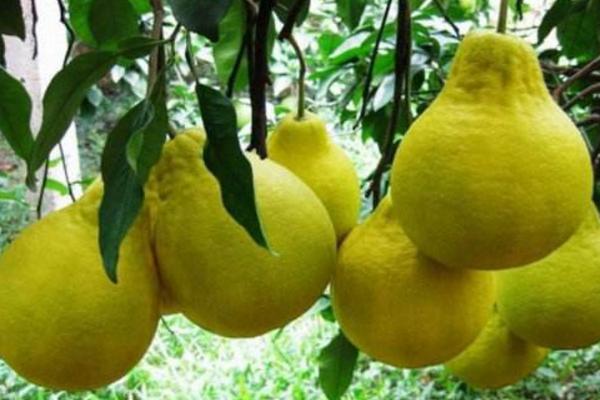 沙田柚種植技術 沙田柚病蟲害防治方法