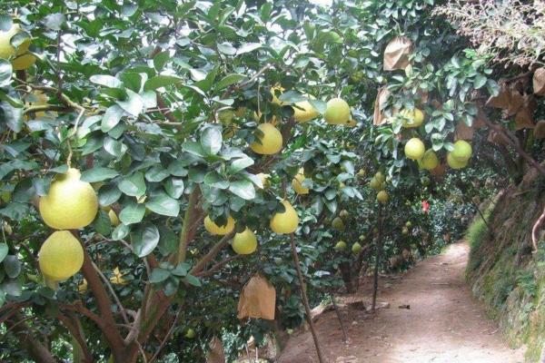 沙田柚種植技術 沙田柚病蟲害防治方法