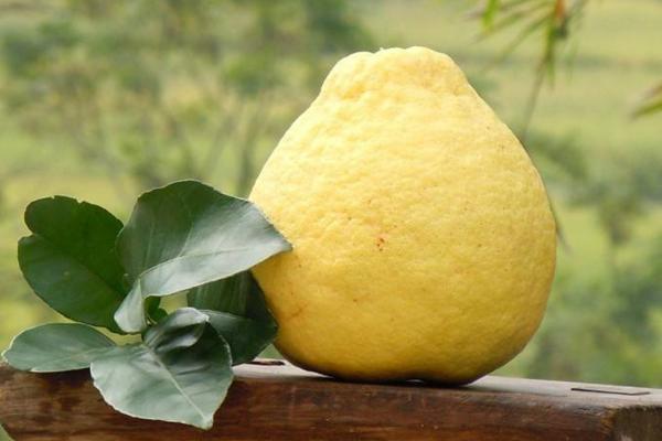 沙田柚與蜜柚的區別是什么 懷孕可以吃沙田柚嗎