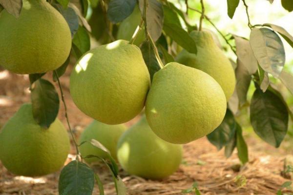 沙田柚與蜜柚的區別是什么 懷孕可以吃沙田柚嗎