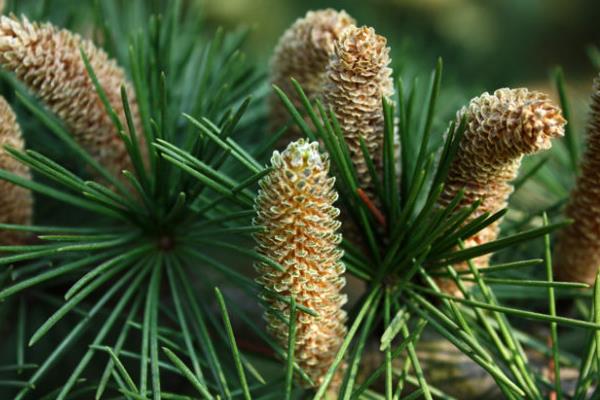 松樹上的果子叫什么 松樹果子功效與作用