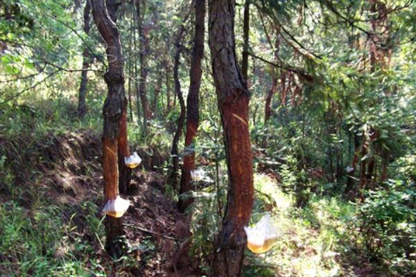 松樹油市場價格多少錢一斤 松樹油有什么用途
