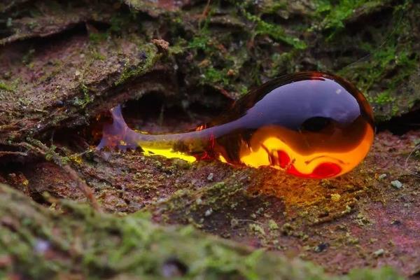 松樹油市場價格多少錢一斤 松樹油有什么用途