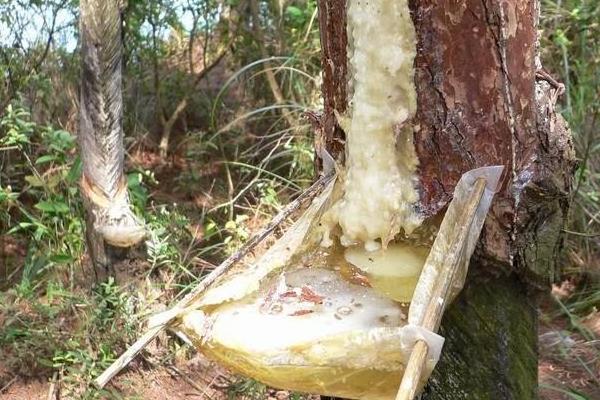 松樹油市場價格多少錢一斤 松樹油有什么用途