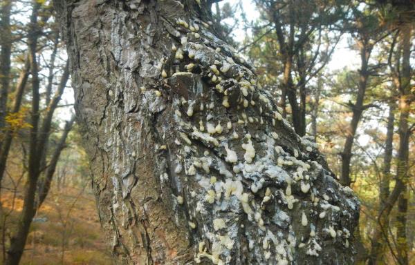 松樹油市場價格多少錢一斤 松樹油有什么用途