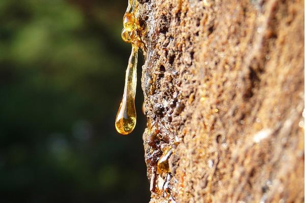 松樹油市場價格多少錢一斤 松樹油有什么用途