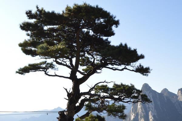 松樹的移栽不死的方法 松樹移栽后怎么澆水