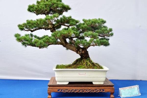 松樹盆景制作方法 松樹盆景換盆后要馬上澆水嗎