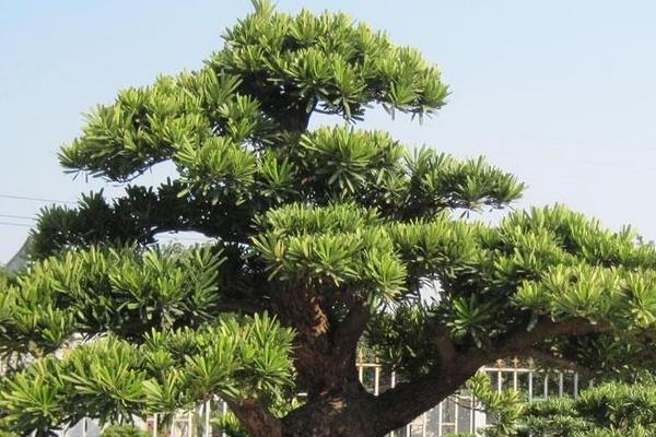 松樹老樁怎么挖下山 松樹老樁如何嫁接