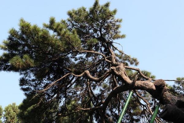 松樹為什么影響風水 門前種松樹的禁忌