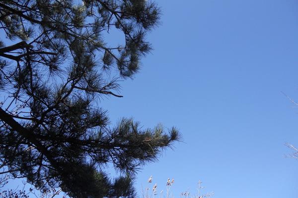 松樹老樁怎么挖下山 松樹老樁如何嫁接