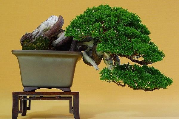 松樹老樁怎么挖下山 松樹老樁如何嫁接