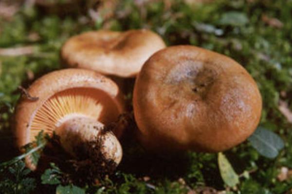 松樹下長的蘑菇有幾種 松樹下的蘑菇哪種能吃
