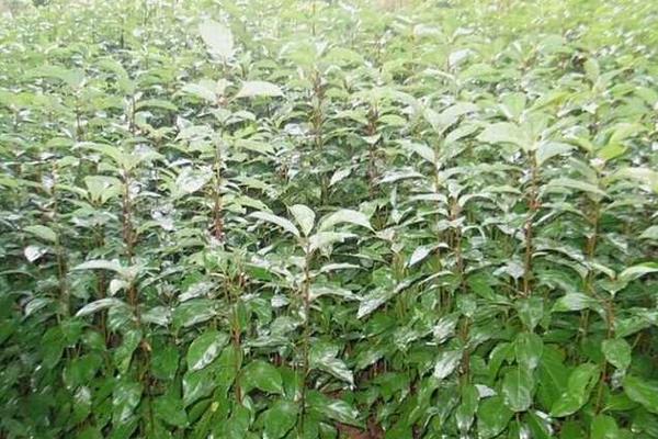 香樟樹苗市場價格多少錢一棵 香樟樹苗種植技術