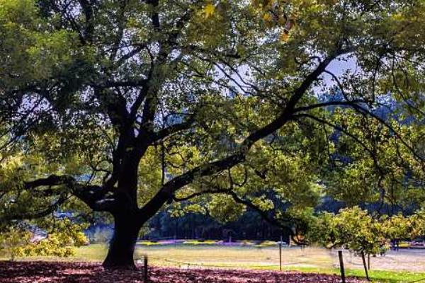 香樟樹苗市場價格多少錢一棵 香樟樹苗種植技術