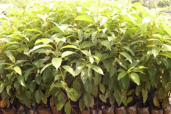 香樟樹苗市場價格多少錢一棵 香樟樹苗種植技術