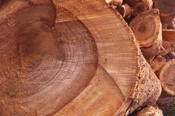 香樟木是什么 香樟木市場價格多少錢一噸