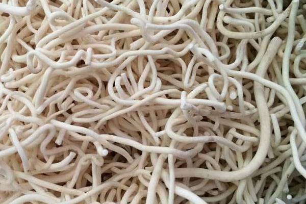 通草市場價格多少錢一克 通草下奶有副作用嗎