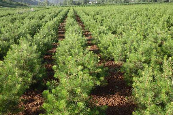 白皮松栽培與管理技術 白皮松苗怎么種