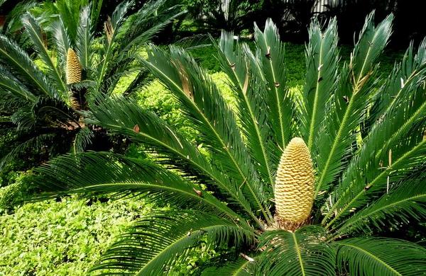 鐵樹開花的征兆 家里鐵樹開花的征兆