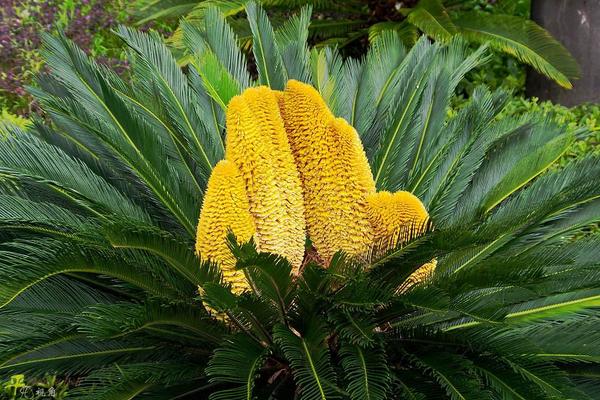 鐵樹開花的征兆 家里鐵樹開花的征兆