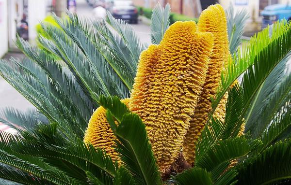 鐵樹開花的征兆 家里鐵樹開花的征兆