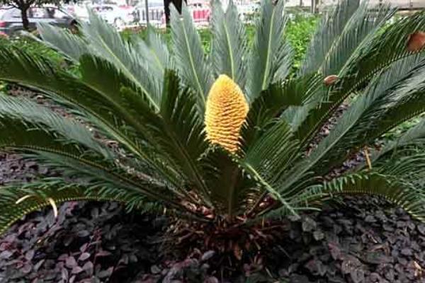 鐵樹開花的征兆 家里鐵樹開花的征兆