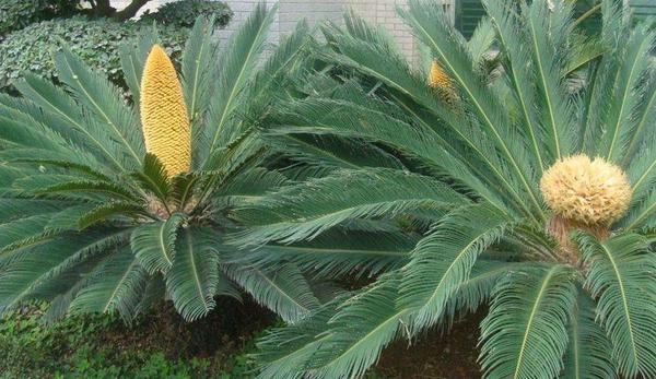 鐵樹開花的征兆 家里鐵樹開花的征兆