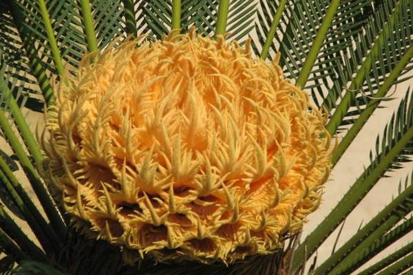 鐵樹開花的征兆 家里鐵樹開花的征兆