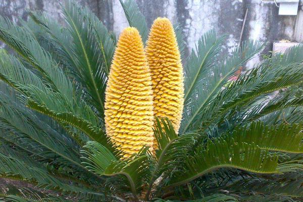 鐵樹放在哪里風水最好 家里種鐵樹吉利嗎