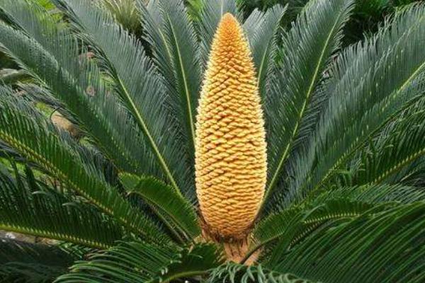 鐵樹放在哪里風水最好 家里種鐵樹吉利嗎