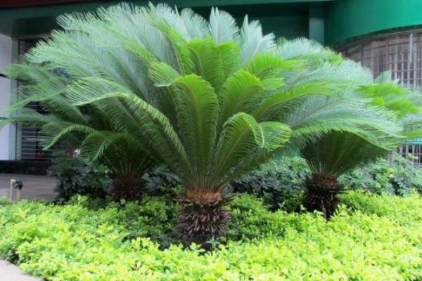 鐵樹放在哪里風水最好 家里種鐵樹吉利嗎