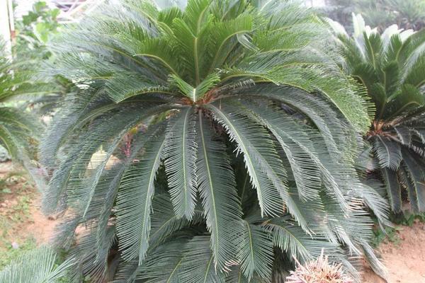 鐵樹放在哪里風水最好 家里種鐵樹吉利嗎