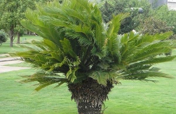 鐵樹放在哪里風水最好 家里種鐵樹吉利嗎