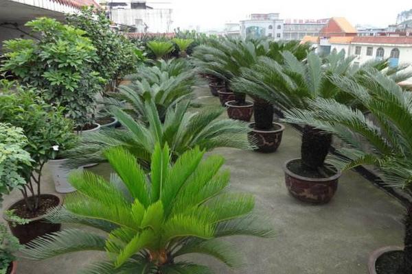 鐵樹放在哪里風水最好 家里種鐵樹吉利嗎