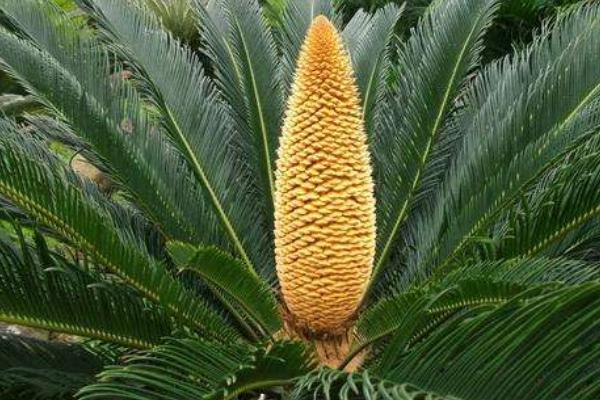 算命說鐵樹開花的意思 鐵樹開花是吉還是兇