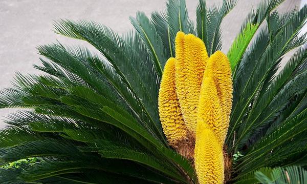鐵樹花的功效與作用及禁忌 鐵樹花食用方法
