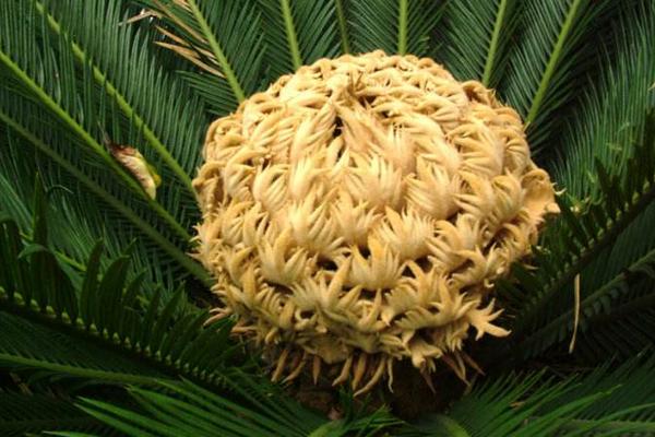 鐵樹花的功效與作用及禁忌 鐵樹花食用方法