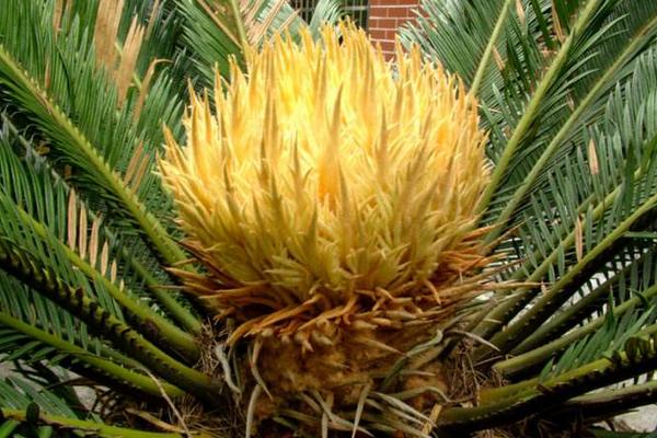 鐵樹花的功效與作用及禁忌 鐵樹花食用方法