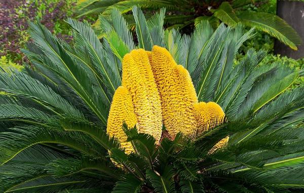 鐵樹花的功效與作用及禁忌 鐵樹花食用方法