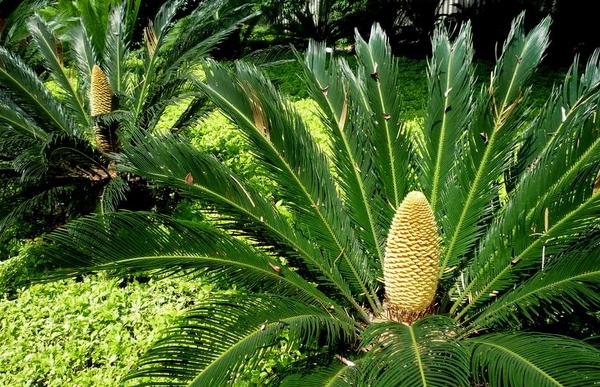 鐵樹花的功效與作用及禁忌 鐵樹花食用方法