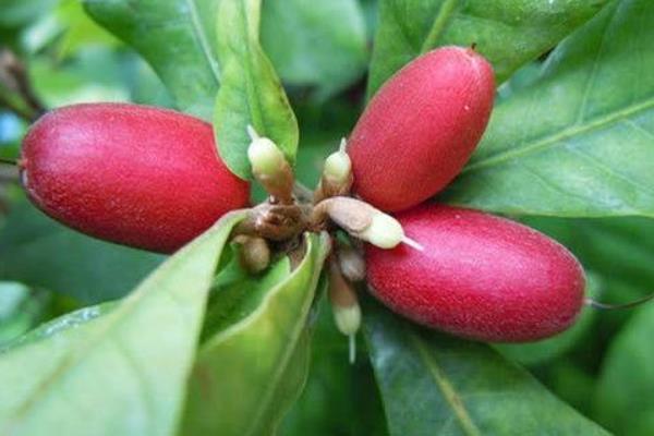 神秘果為什么不推廣 神秘果為什么禁止出口