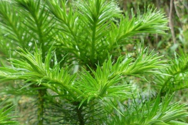 杉樹和松樹的區(qū)別是什么 怎樣區(qū)別紅豆杉和松樹