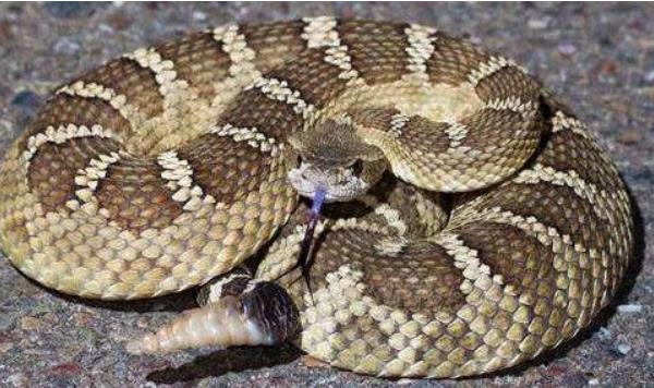 被響尾蛇咬了多久會死 響尾蛇尾巴有什么用