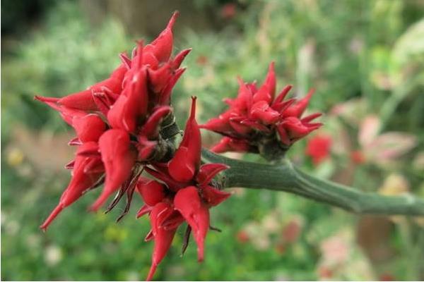 紅雀珊瑚有毒嗎 紅雀珊瑚可以放在室內臥室嗎