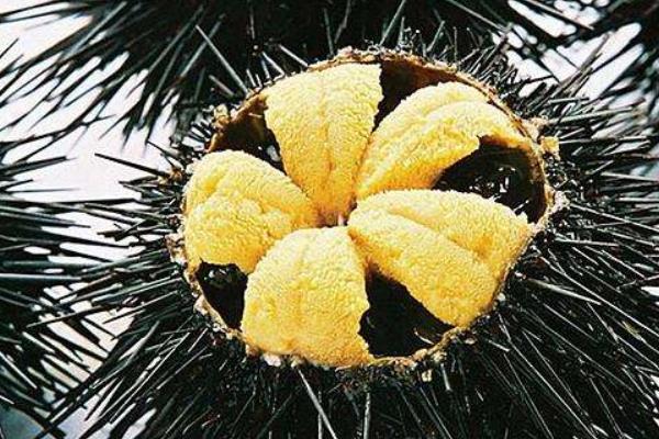 海膽怎么打開 海膽怎么殺