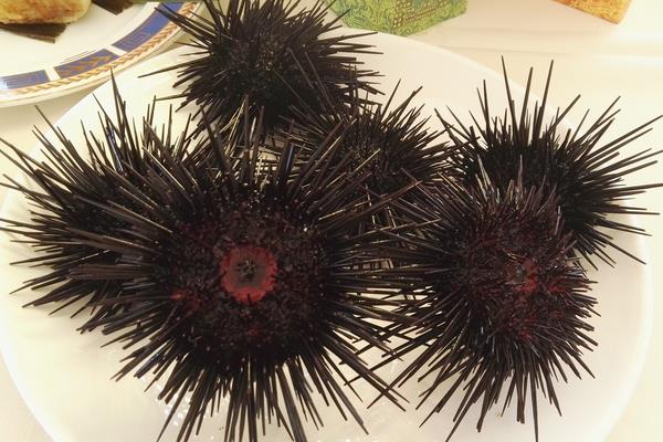 海膽殼的功效與作用 海膽殼掉色嗎