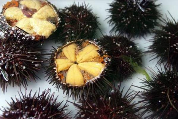 海膽是什么 海膽吃什么 海膽有眼睛嗎