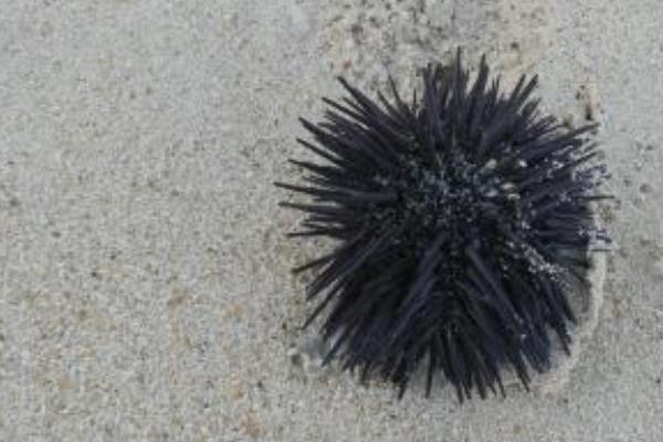 海膽殼的功效與作用 海膽殼掉色嗎