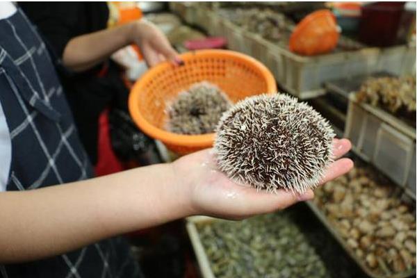 海膽殼的功效與作用 海膽殼掉色嗎